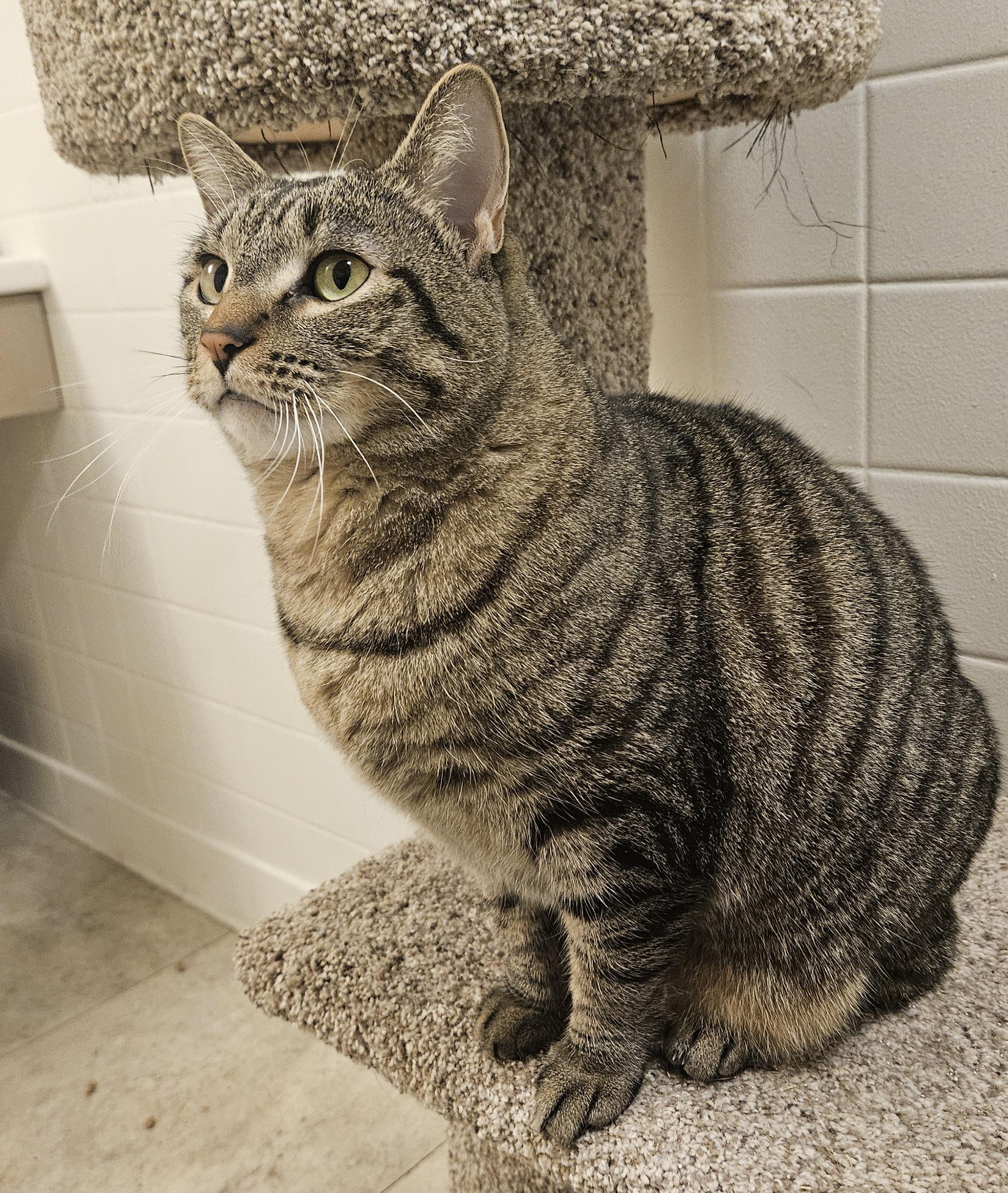 Enlarge Sheridan, a Adoptable Domestic Short Hair in Liverpool, NY image 2/5