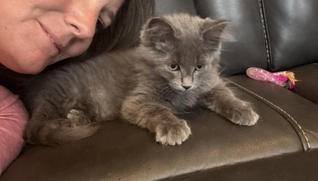 Finn, an adopted Domestic Medium Hair in Macomb, MI image 2/2