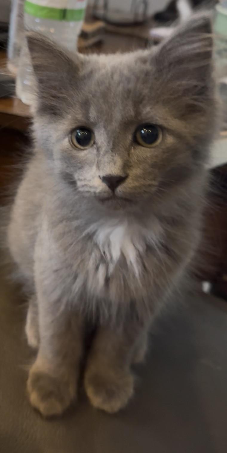 Finn, an adopted Domestic Medium Hair in Macomb, MI image 1/2