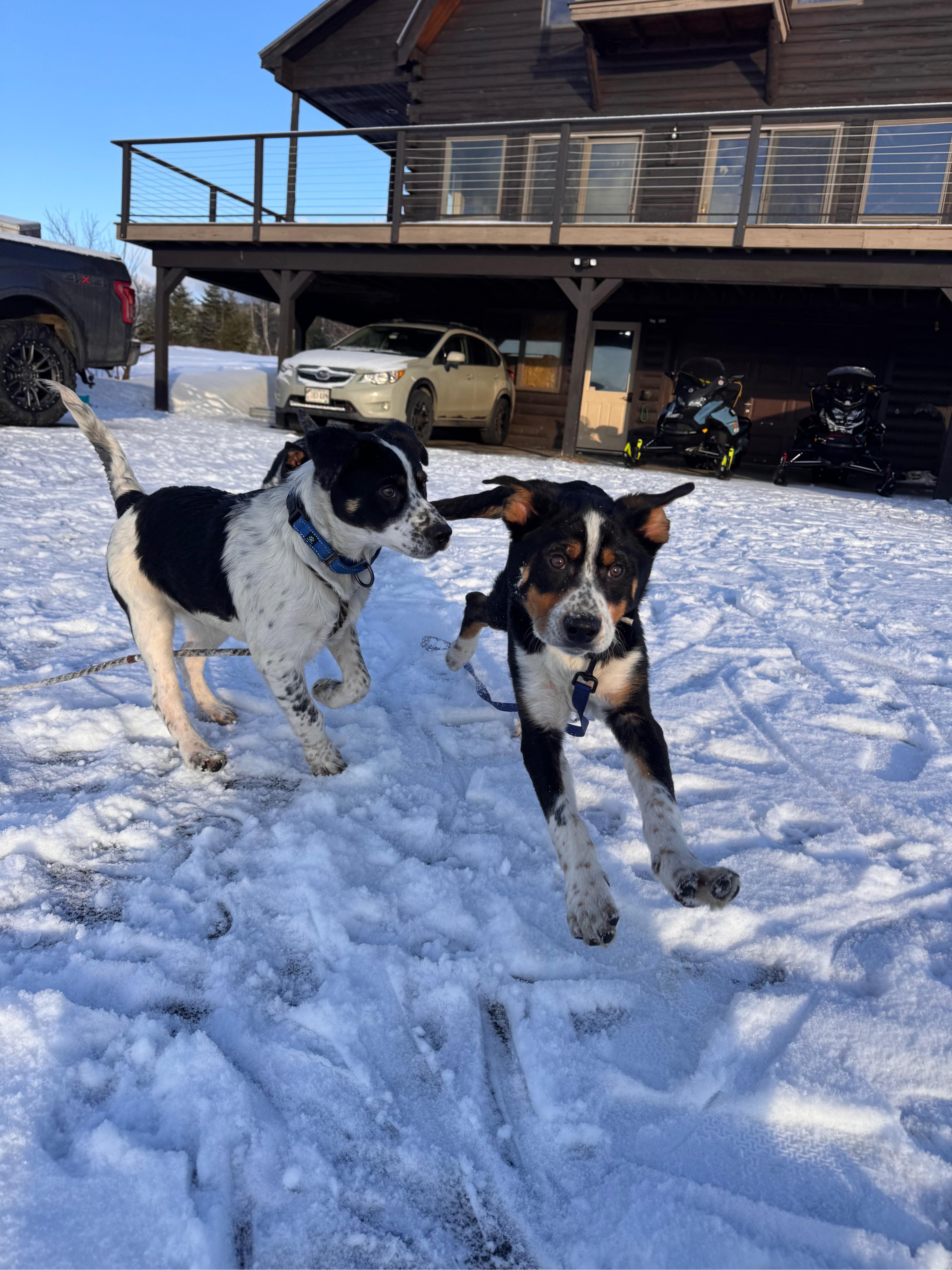 Enlarge Augustus, a ADOPTABLE mixed breed in Hempstead, NY image 4/4