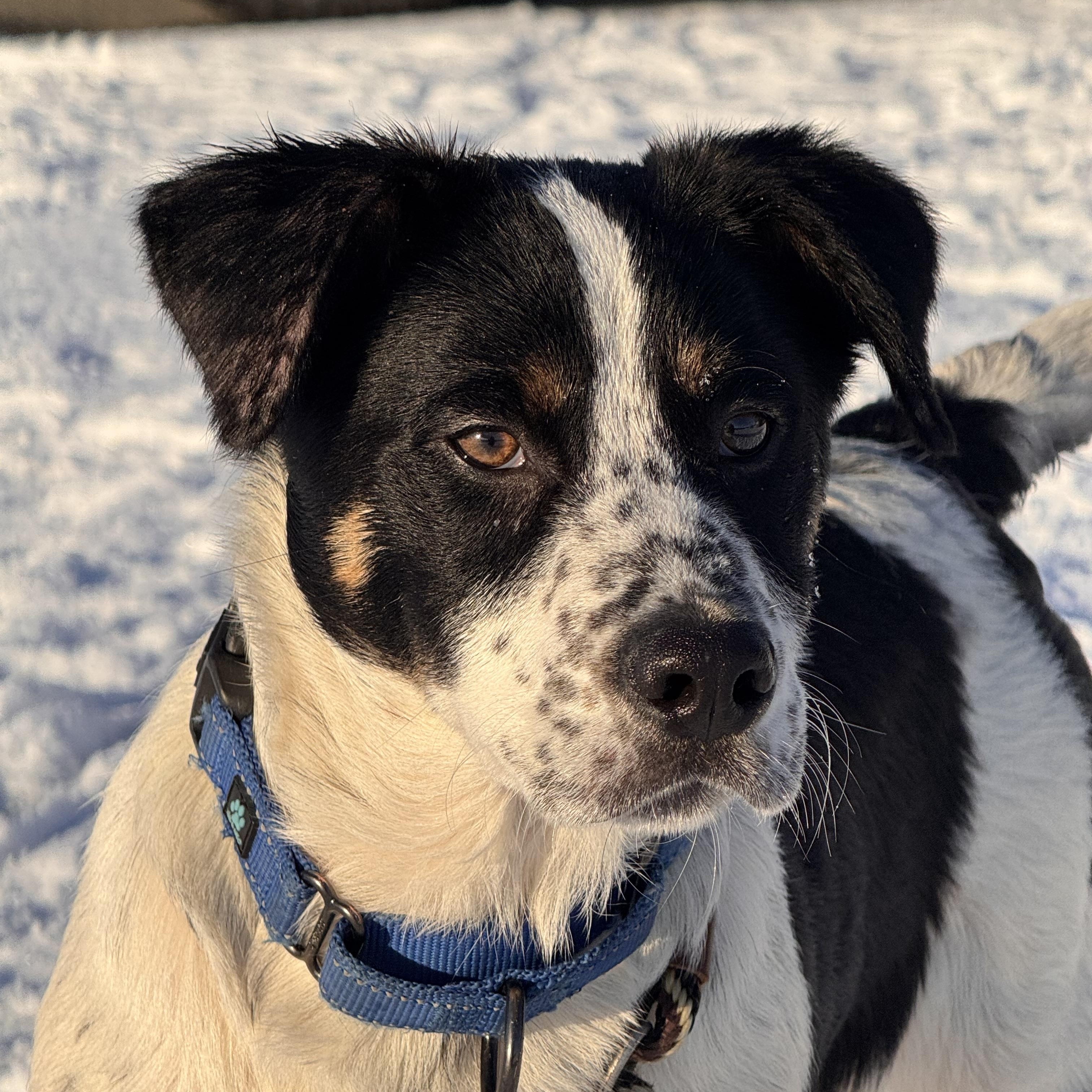 Enlarge Augustus, a ADOPTABLE mixed breed in Hempstead, NY image 1/4