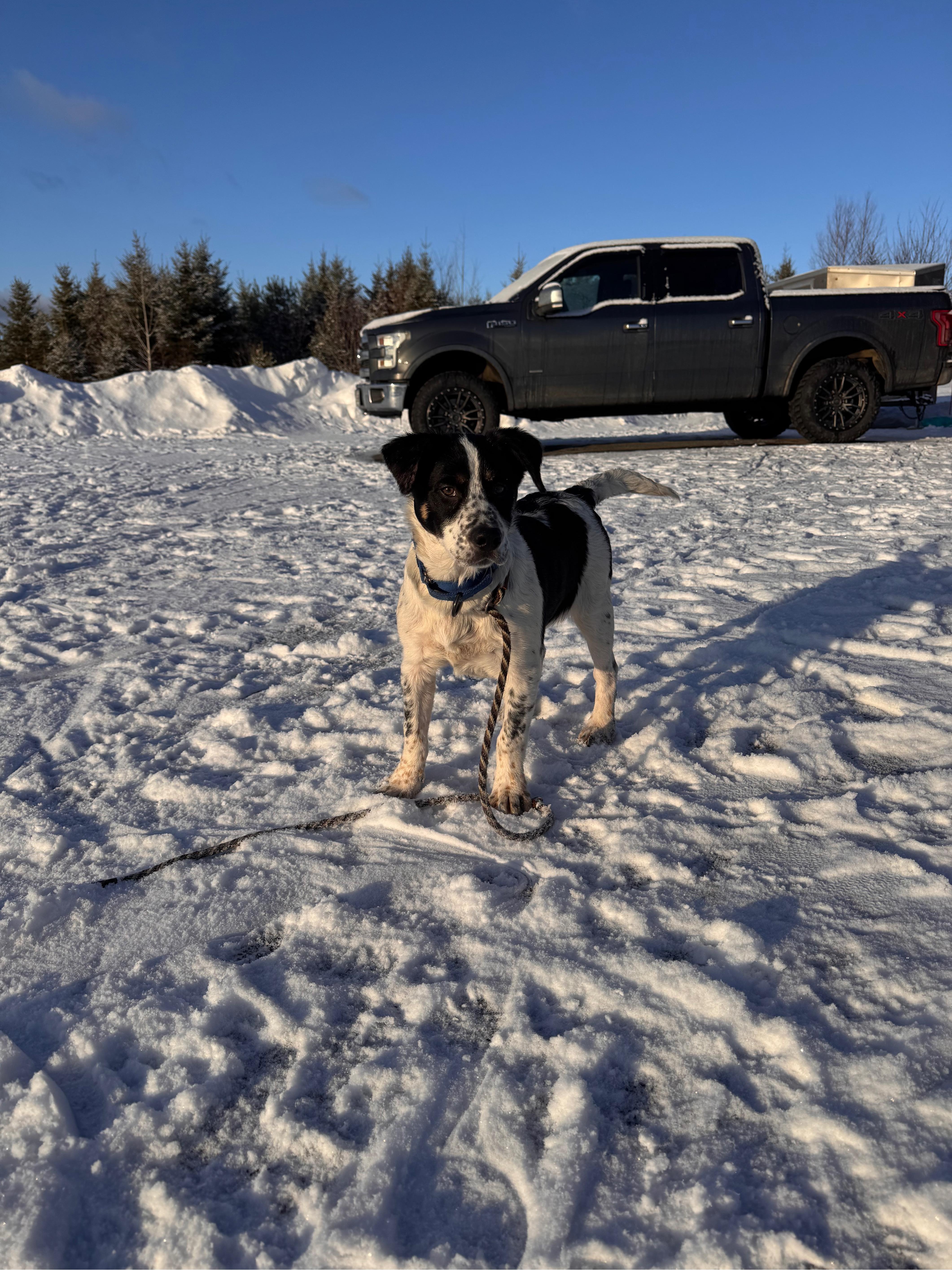 Enlarge Augustus, a ADOPTABLE mixed breed in Hempstead, NY image 3/4