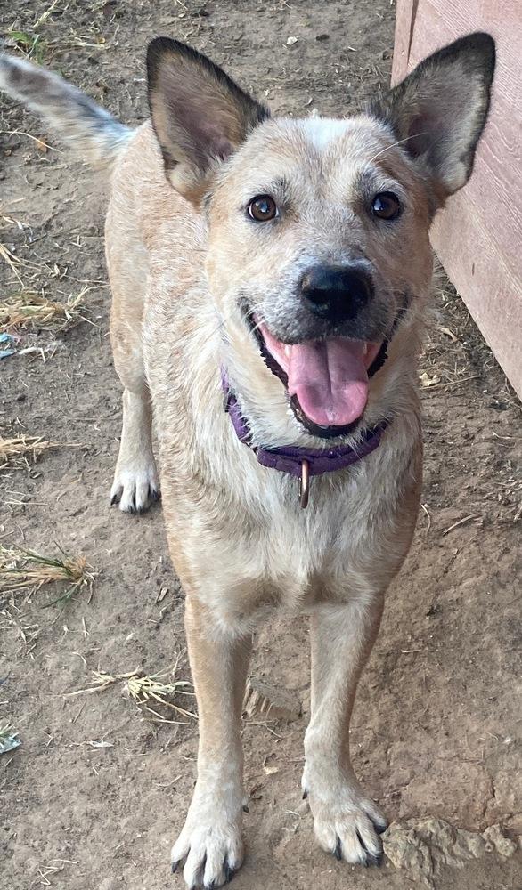 Coati, Adoptable, Adult Female Australian Cattle Dog / Blue Heeler.