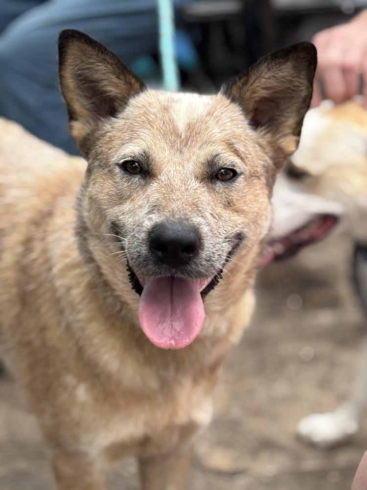 Coati, a Adoptable mixed breed in Brookshire, TX image 2/4