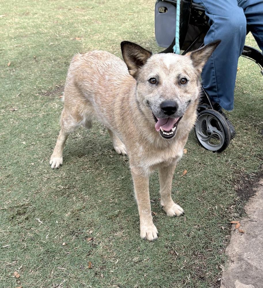 Coati, a Adoptable mixed breed in Brookshire, TX image 3/4