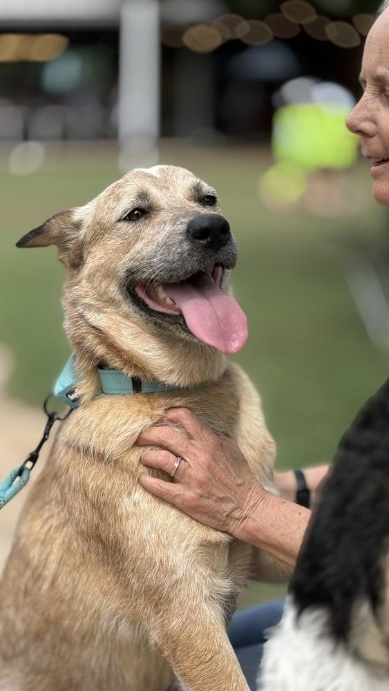 Coati, a Adoptable mixed breed in Brookshire, TX image 4/4