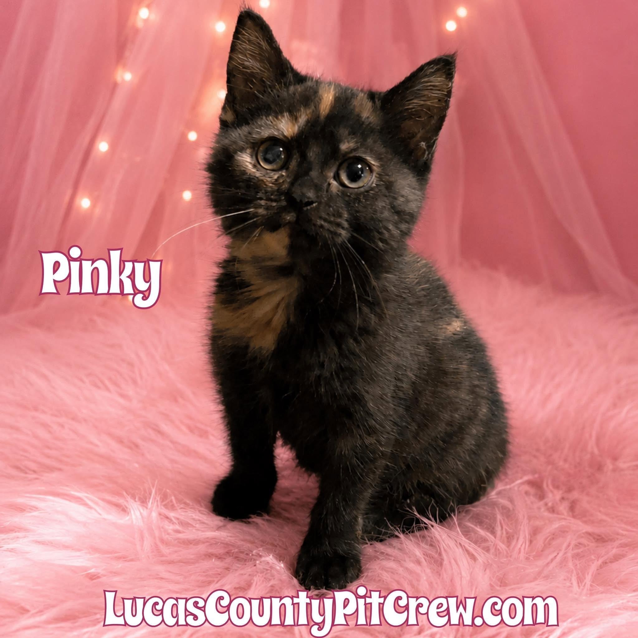 Pinky, adopted, Kitten Female Tortoiseshell & Domestic Medium Hair.