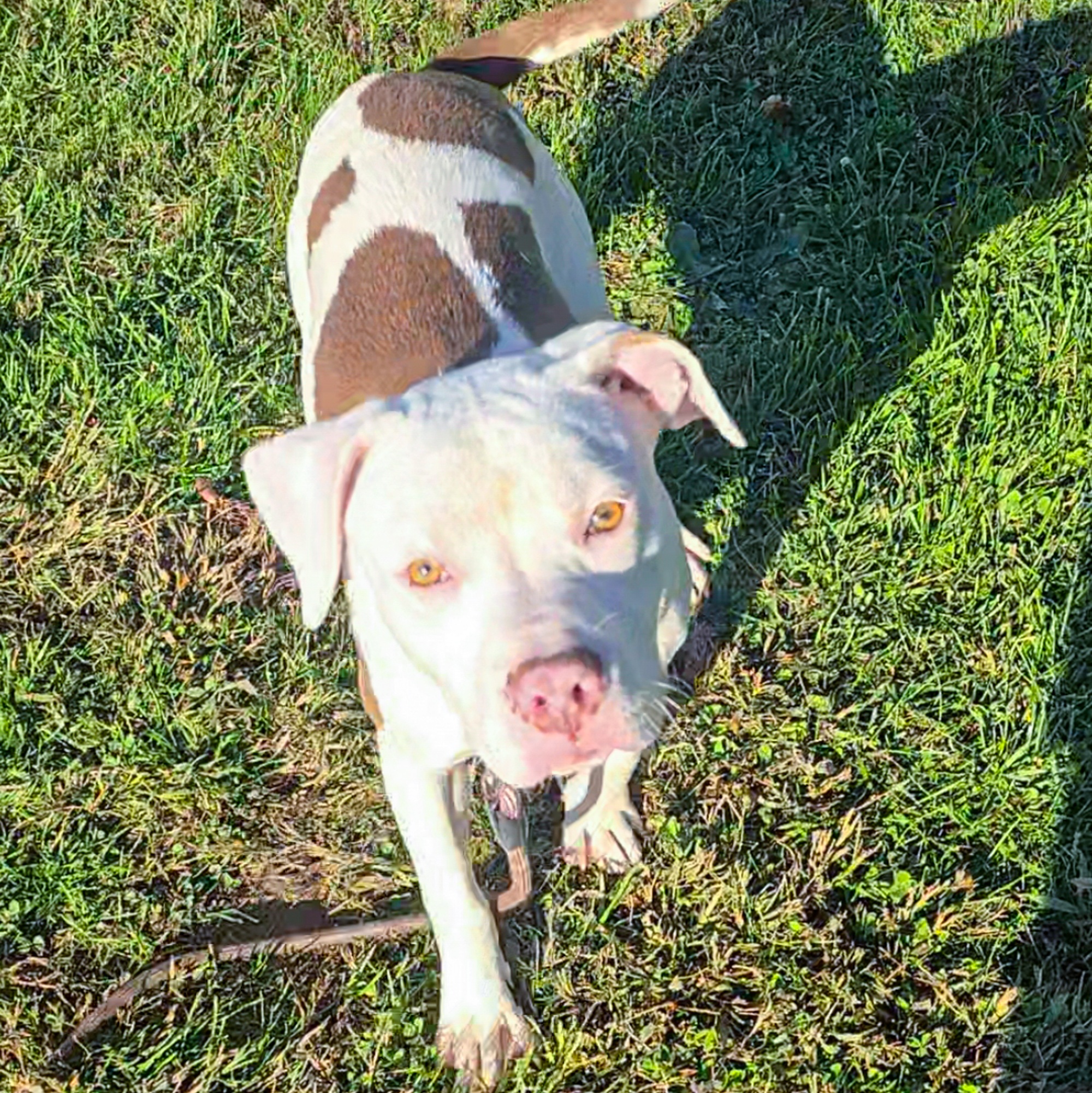 Dog for adoption Walter White, a Mixed Breed in Benton Harbor, MI