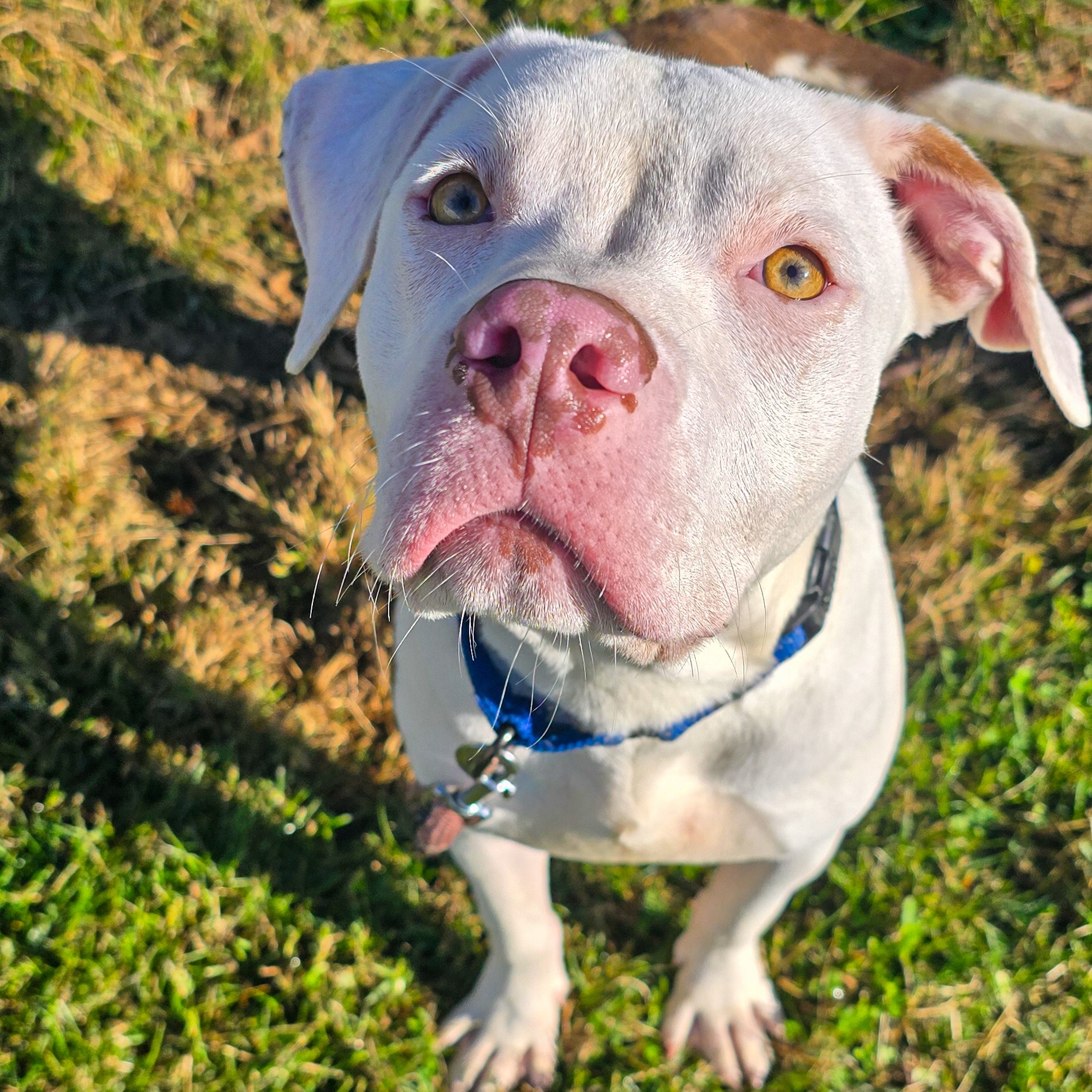 Dog for adoption Walter White, a Mixed Breed in Benton Harbor, MI
