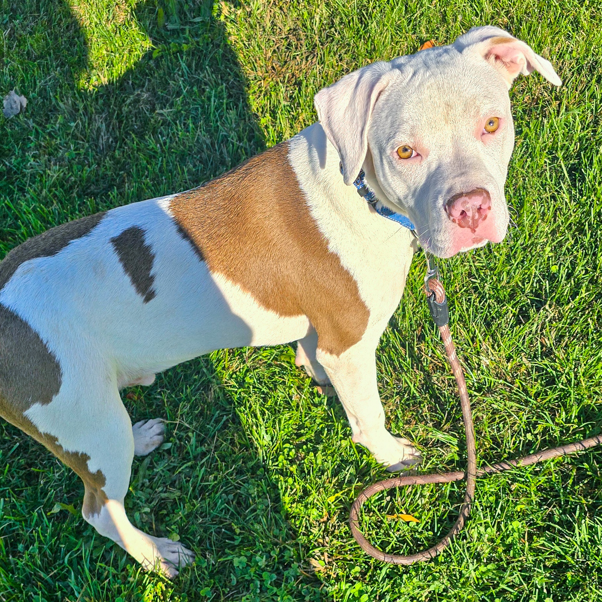 Dog for adoption Walter White, a Mixed Breed in Benton Harbor, MI