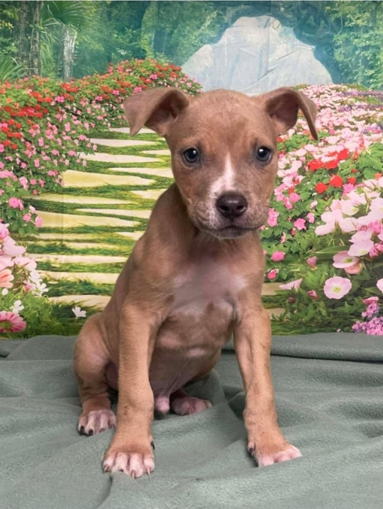 Enlarge Puddles, a Adoptable mixed breed in Sedalia, CO image 1/4