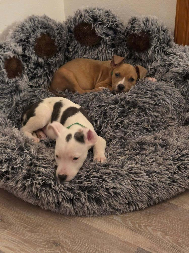 Enlarge Puddles, a Adoptable mixed breed in Sedalia, CO image 2/4