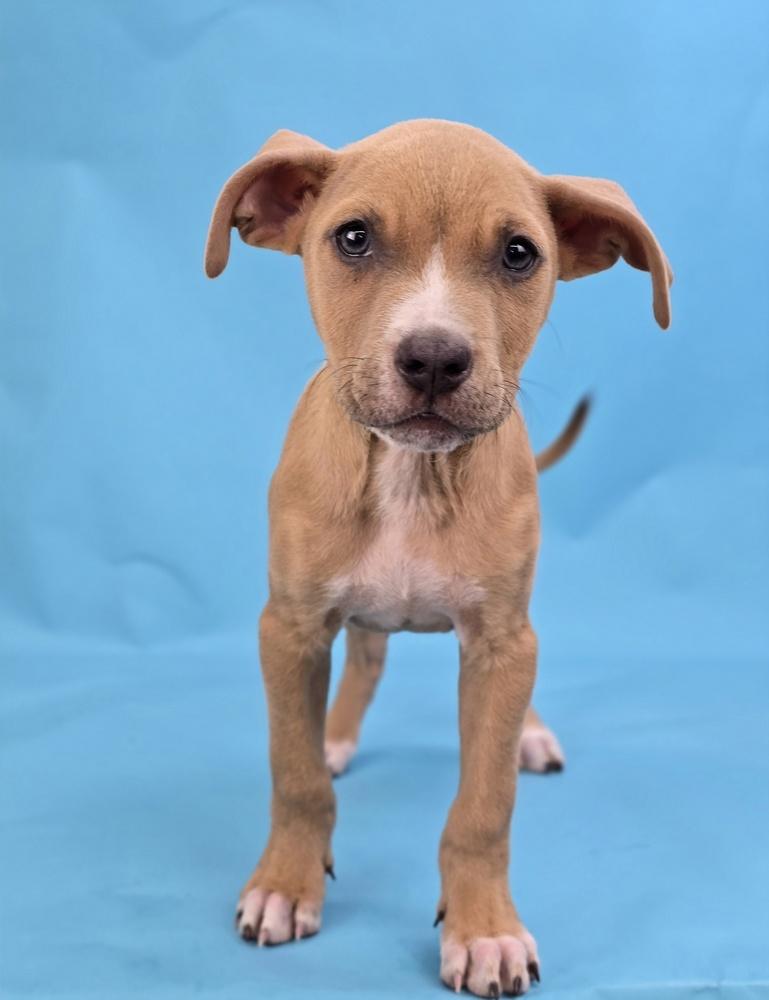 Enlarge Puddles, a Adoptable mixed breed in Sedalia, CO image 3/4