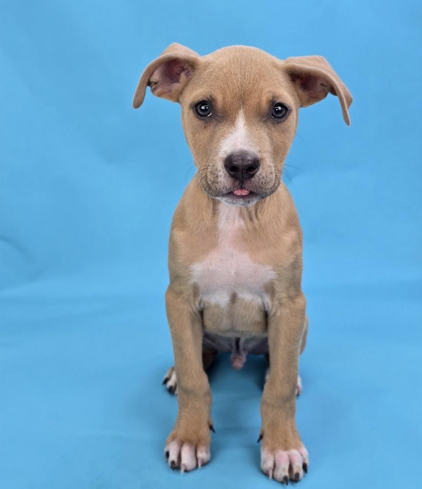Enlarge Puddles, a Adoptable mixed breed in Sedalia, CO image 4/4