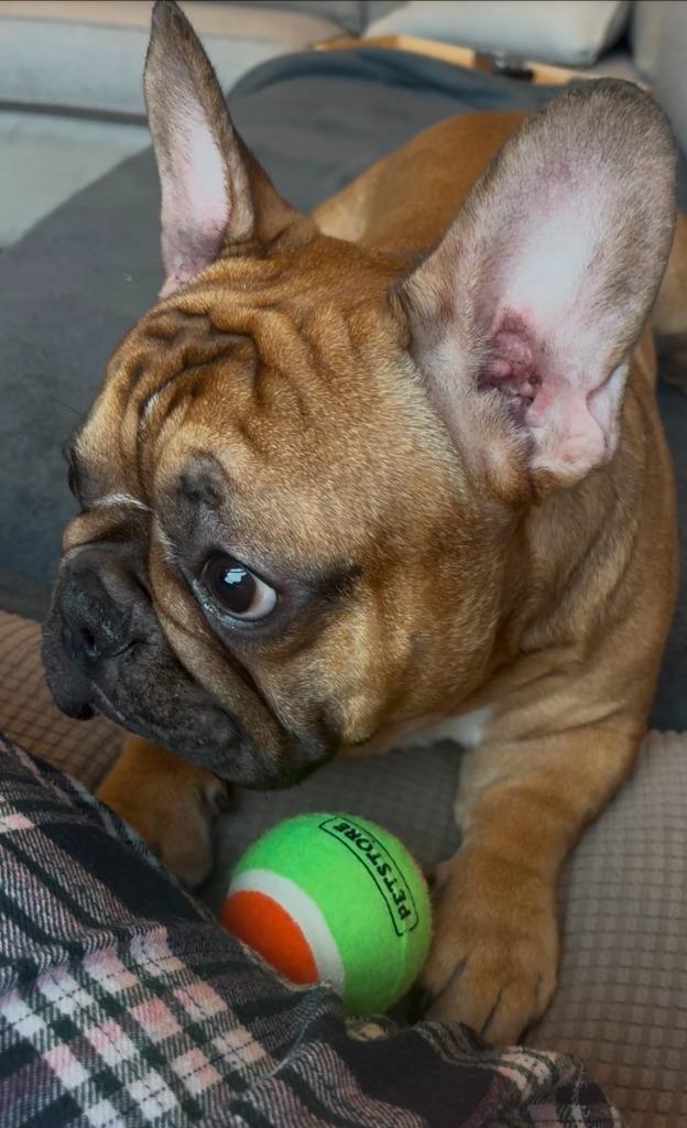 Benny, a Adoptable French Bulldog in Toronto, ON image 1/6