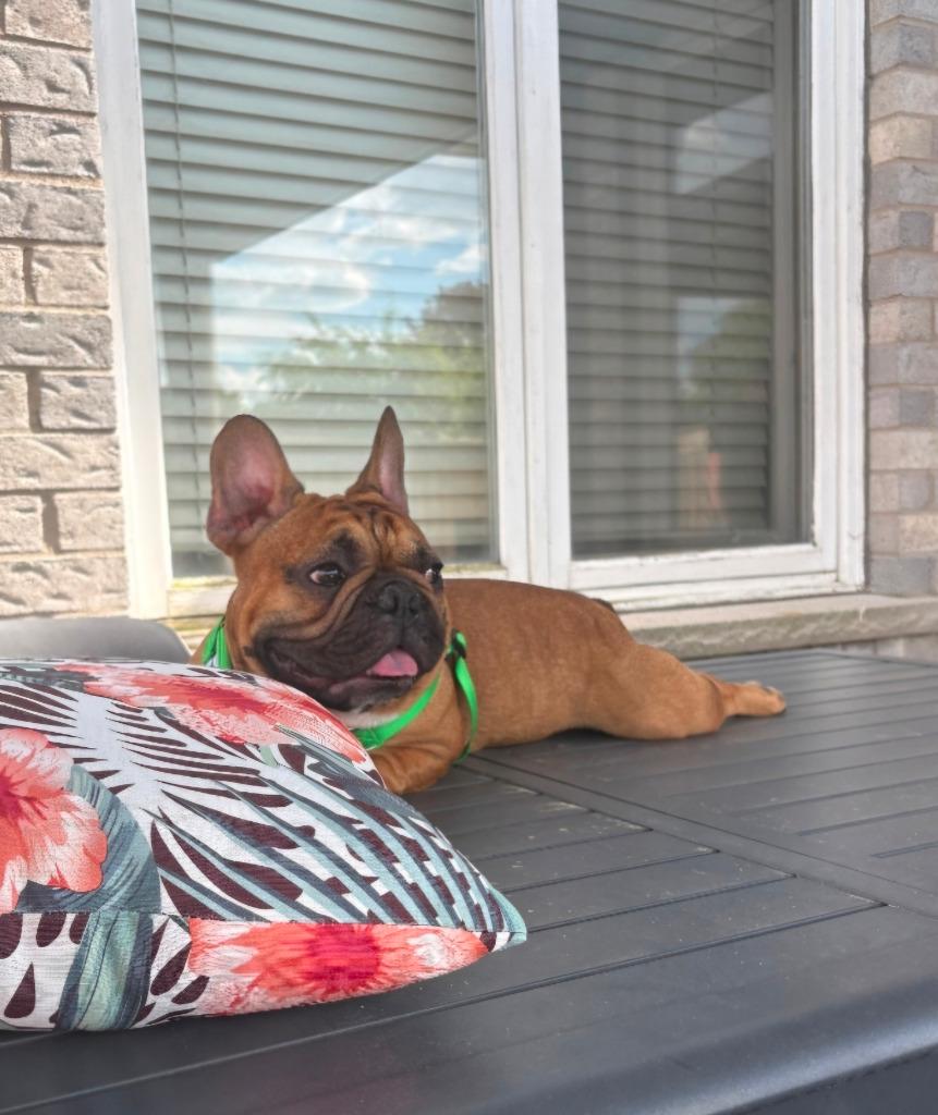 Benny, a Adoptable French Bulldog in Toronto, ON image 2/6