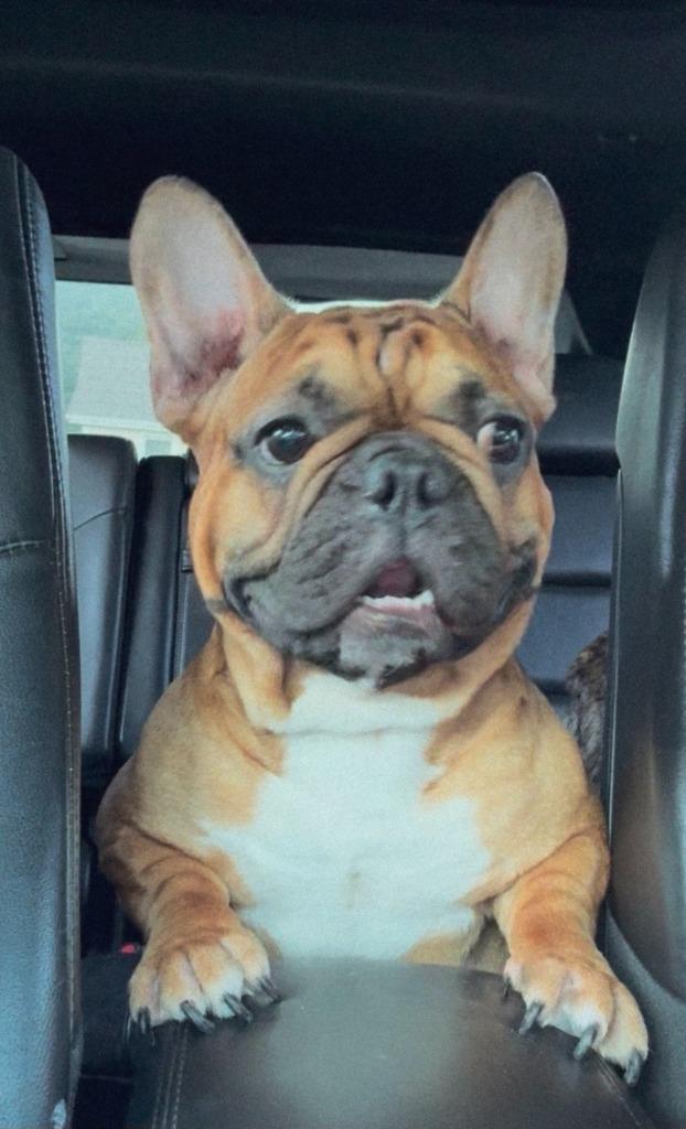 Benny, a Adoptable French Bulldog in Toronto, ON image 3/6