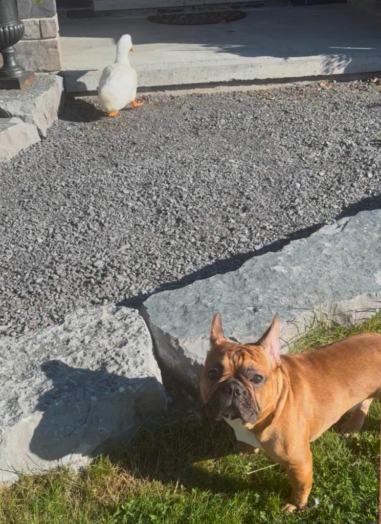 Benny, a Adoptable French Bulldog in Toronto, ON image 4/6