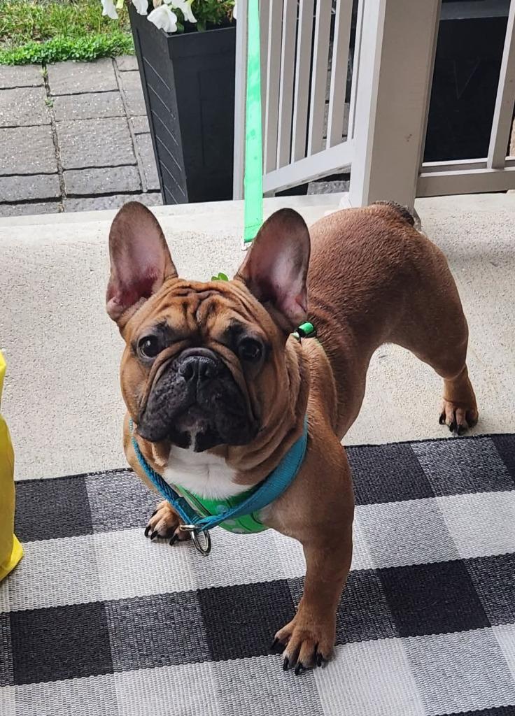 Benny, a Adoptable French Bulldog in Toronto, ON image 5/6