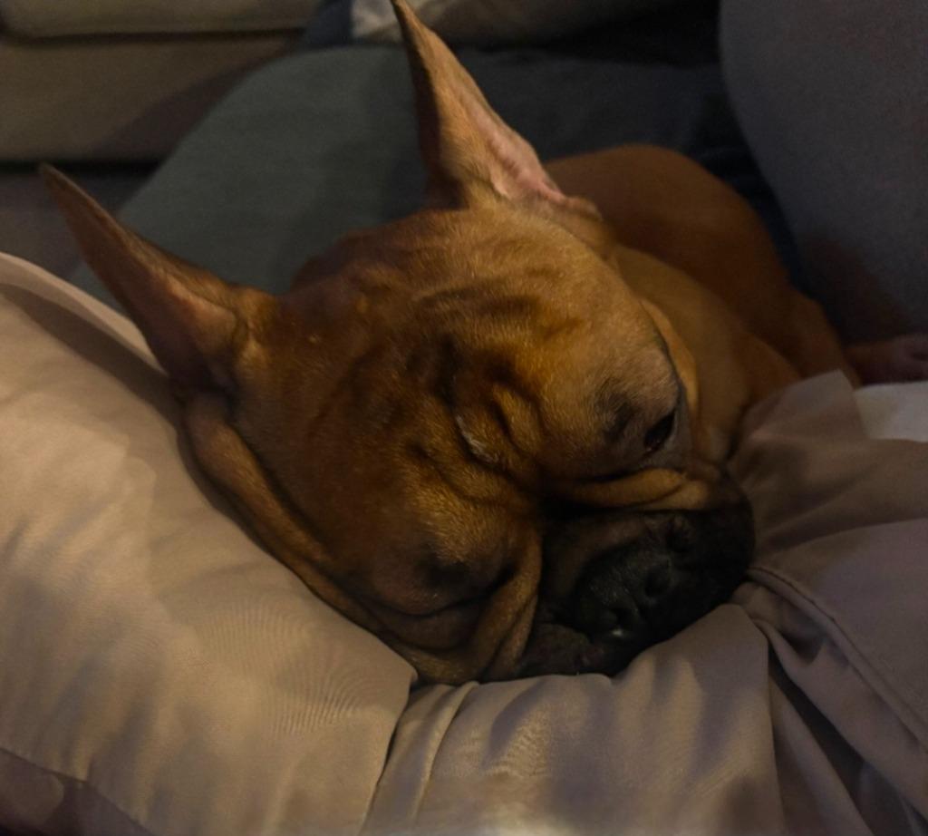 Benny, a Adoptable French Bulldog in Toronto, ON image 6/6