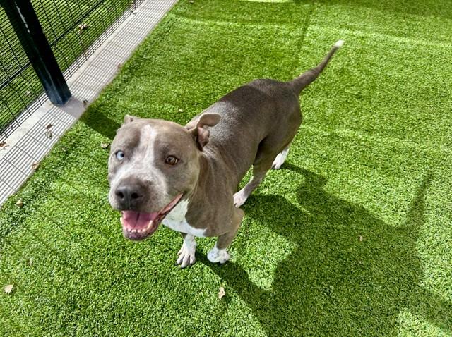 Enlarge CHEESEY, a Adoptable mixed breed in Garland, TX image 1/1