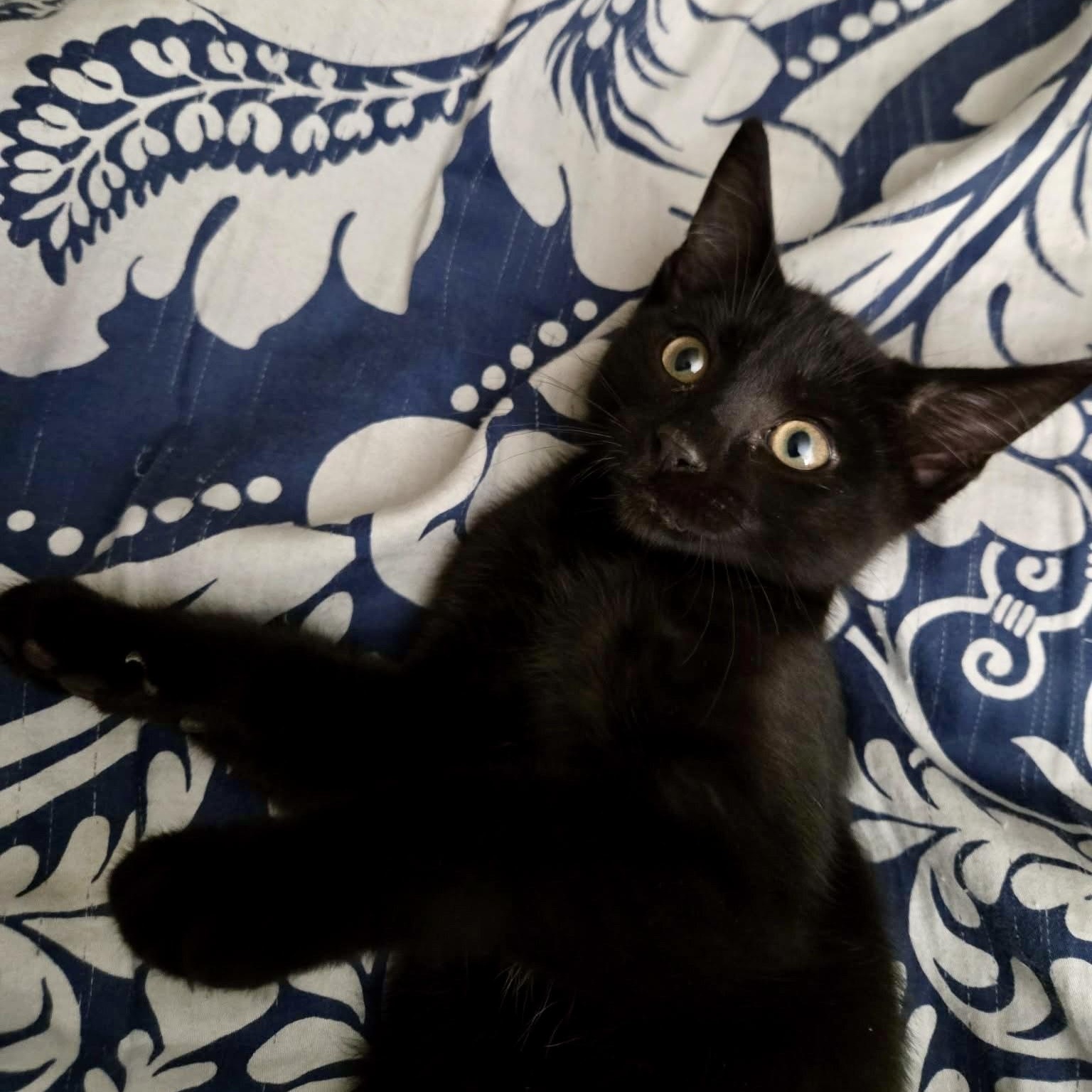 Rocky, ADOPTABLE, Kitten Male Domestic Short Hair.
