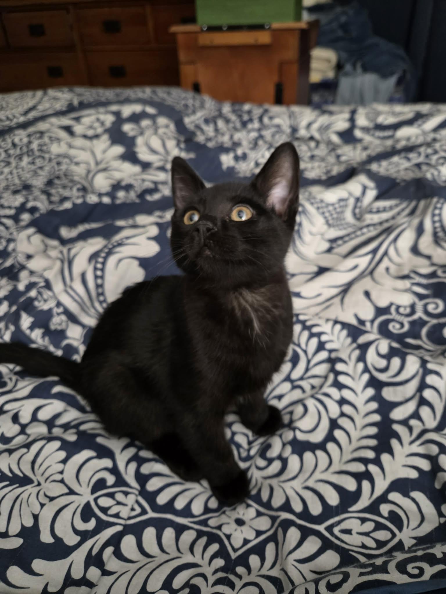 Rocky, a ADOPTABLE Domestic Short Hair in Milwaukee, WI image 4/4