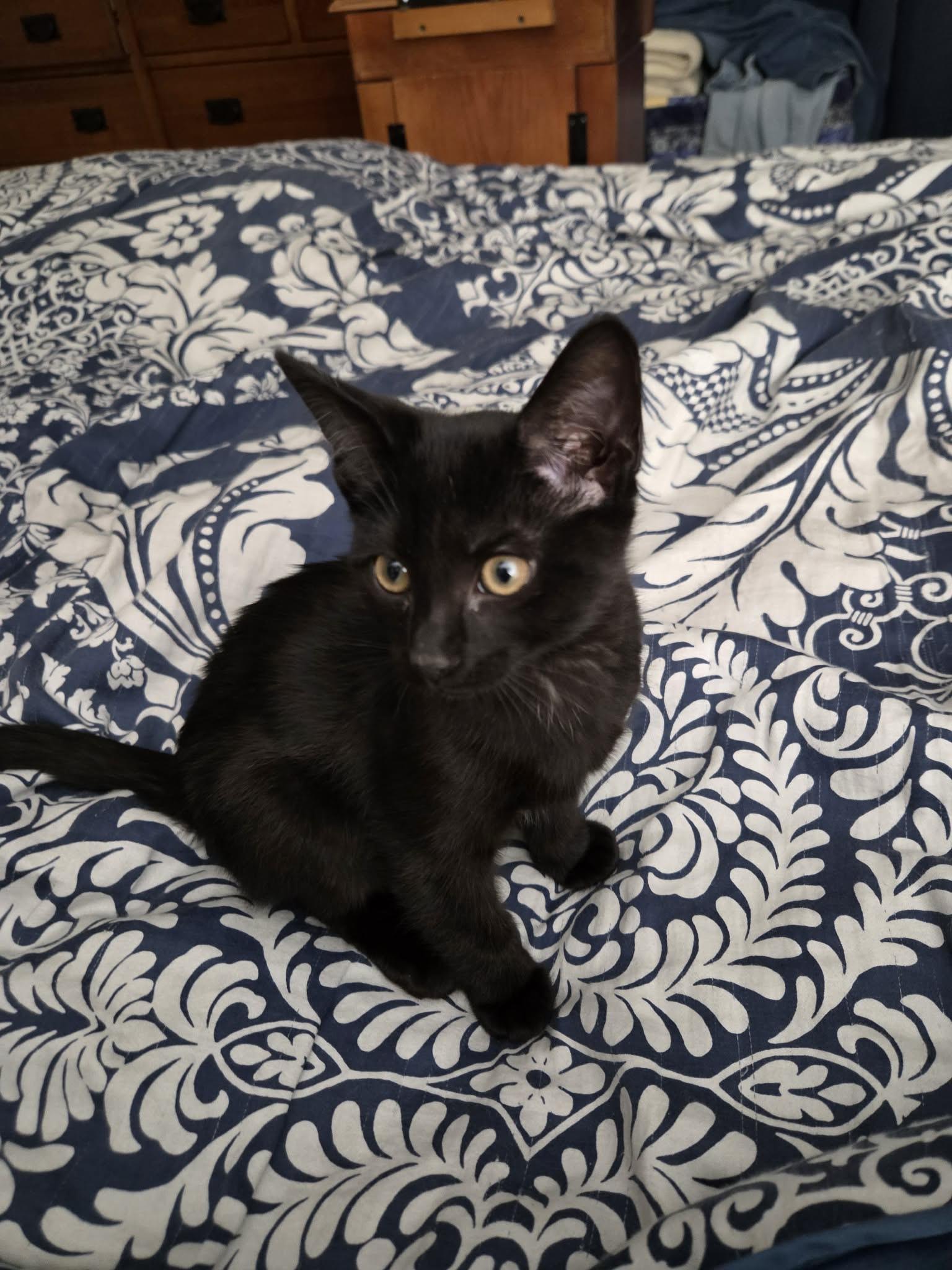 Rocky, a ADOPTABLE Domestic Short Hair in Milwaukee, WI image 3/4
