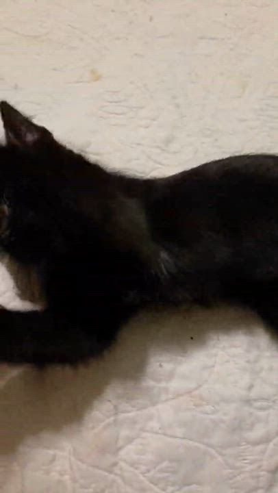 Enlarge Rocky, a ADOPTABLE Domestic Short Hair in Milwaukee, WI video 2/4