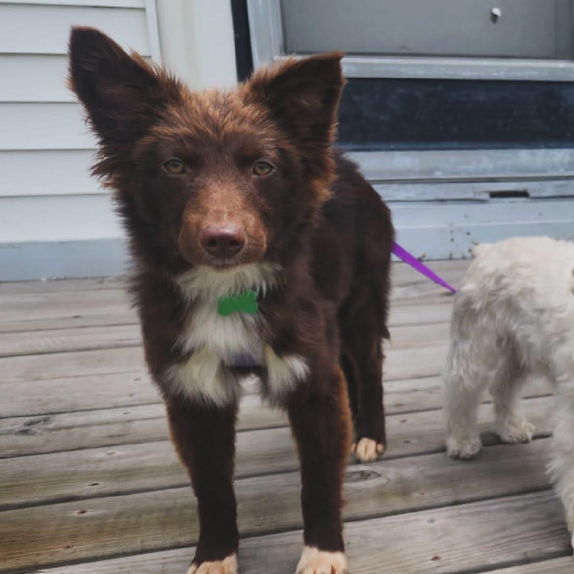 Enlarge Nani, an adopted mixed breed in West Falls, NY image 3/4