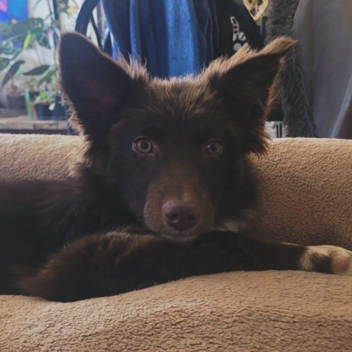 Enlarge Nani, an adopted mixed breed in West Falls, NY image 2/4