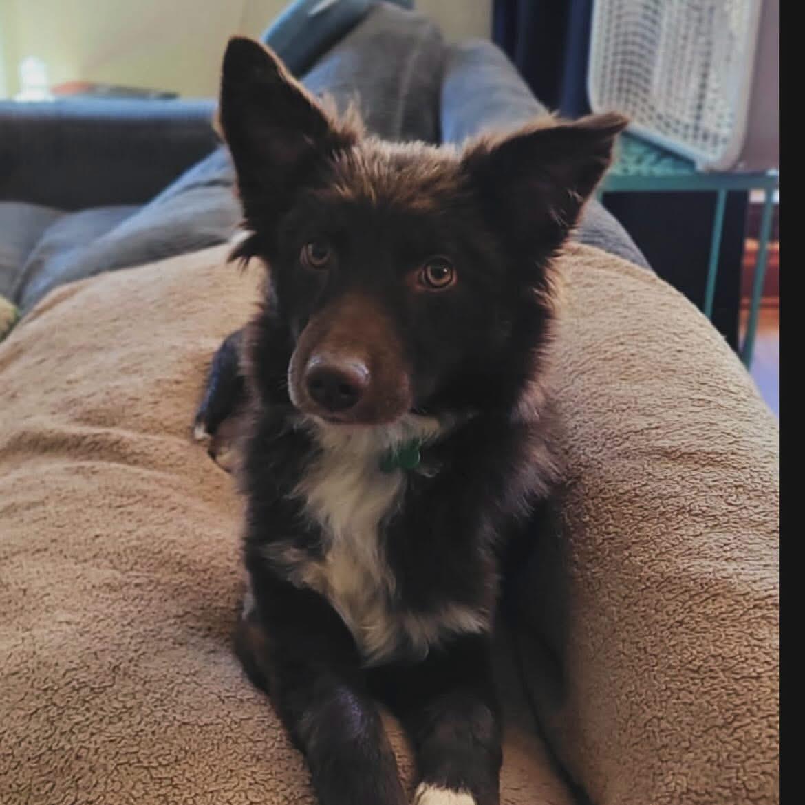 Nani, adopted, Puppy Female Australian Shepherd.