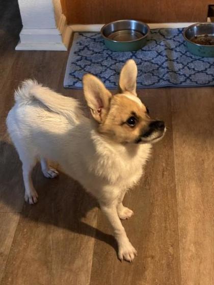 Enlarge 32 Chunk, a Adoptable mixed breed in Pleasanton, CA image 2/3