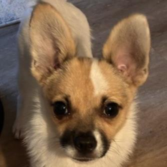Enlarge 32 Chunk, a Adoptable mixed breed in Pleasanton, CA image 1/3