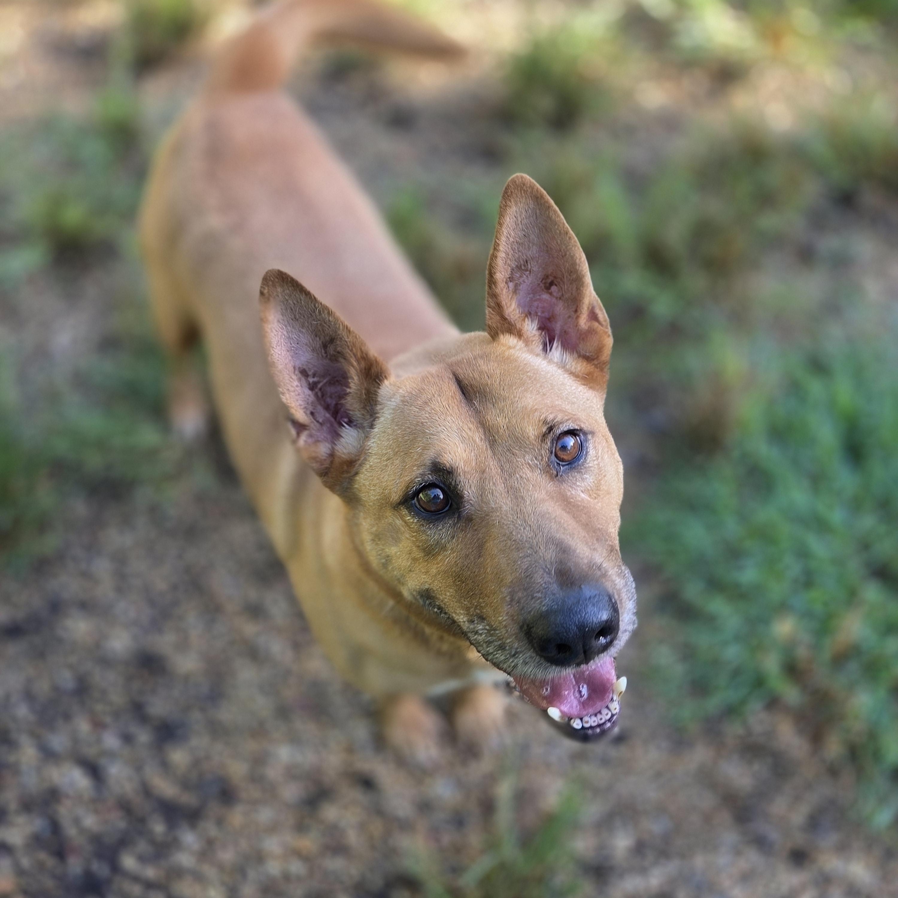 Tony, a Adoptable mixed breed in Madison, MS image 2/3