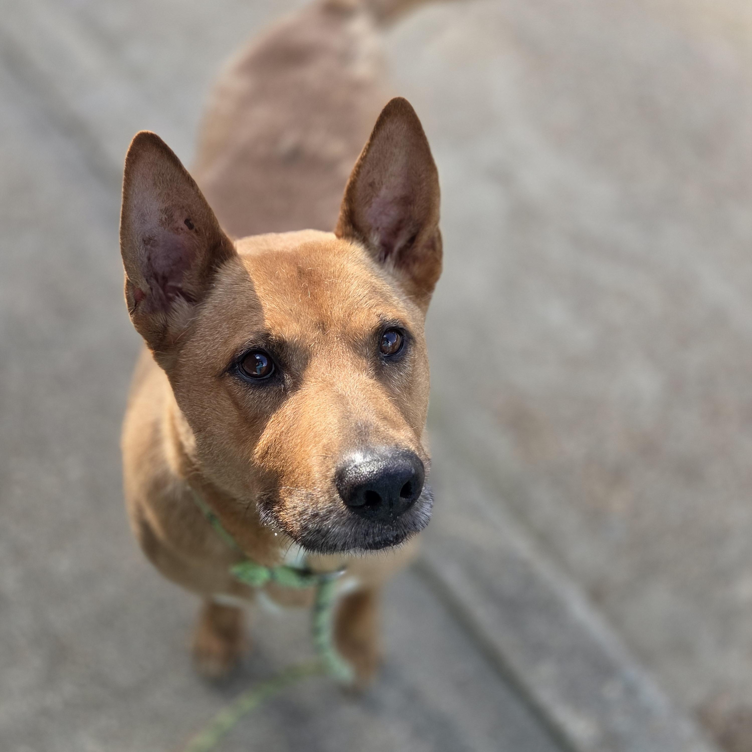 Tony, Adoptable, Adult Male Shepherd.