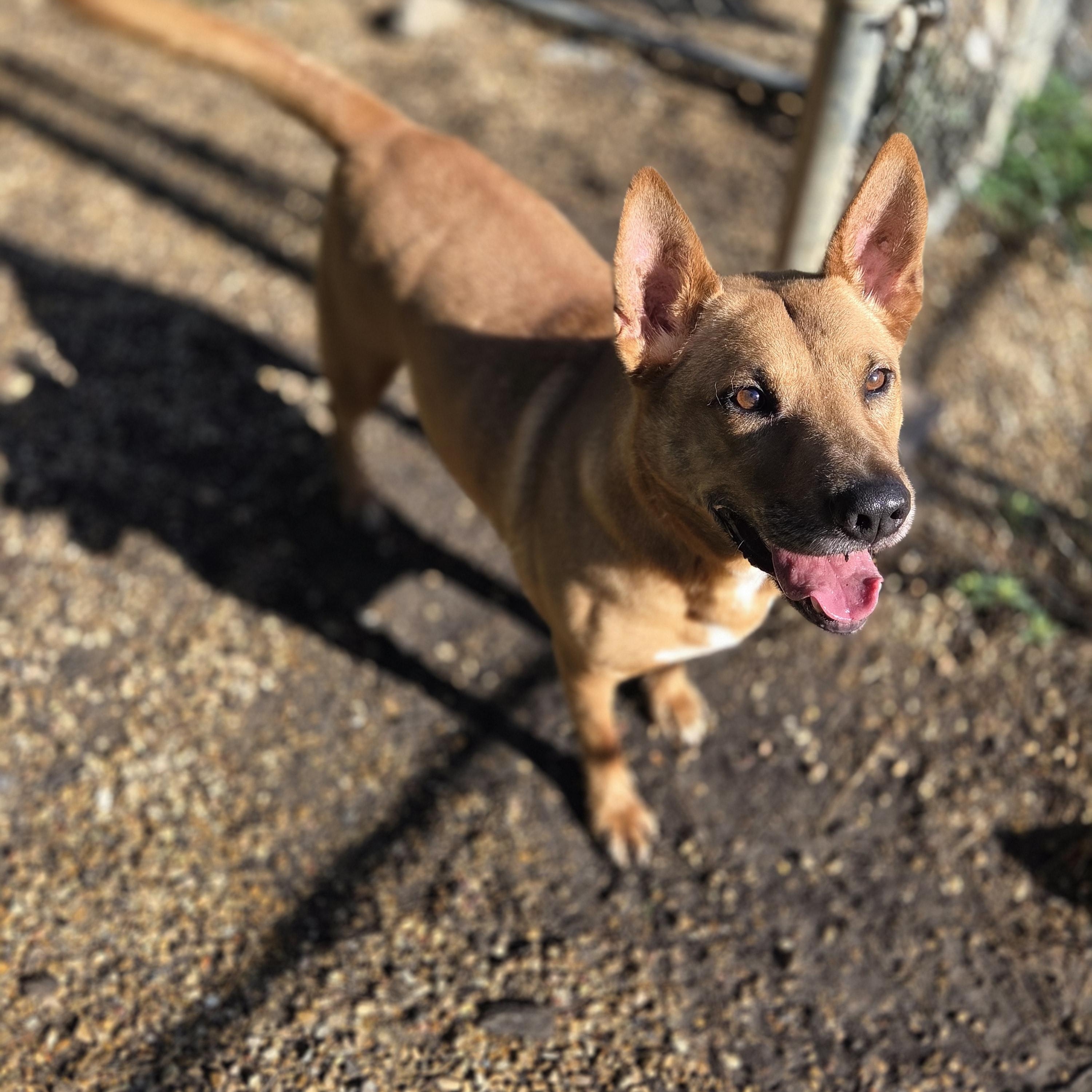 Tony, a Adoptable mixed breed in Madison, MS image 3/3
