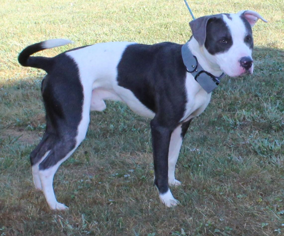Mr Grey (9006), a Adoptable mixed breed in Heath, OH image 1/2
