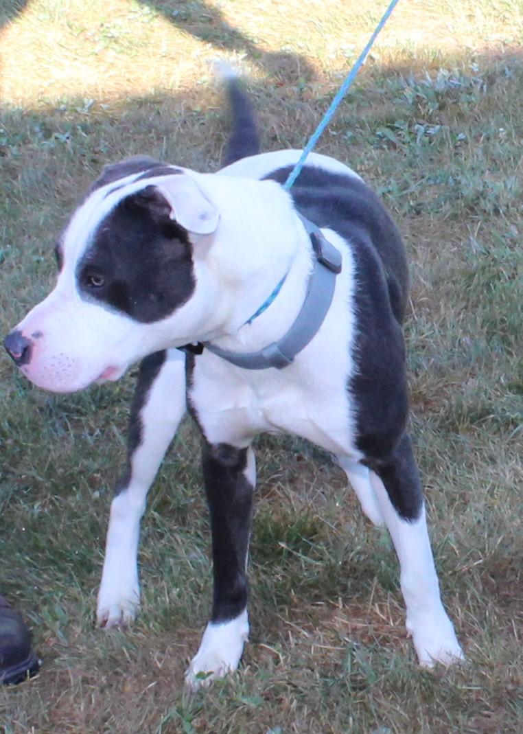 Mr Grey (9006), a Adoptable mixed breed in Heath, OH image 2/2