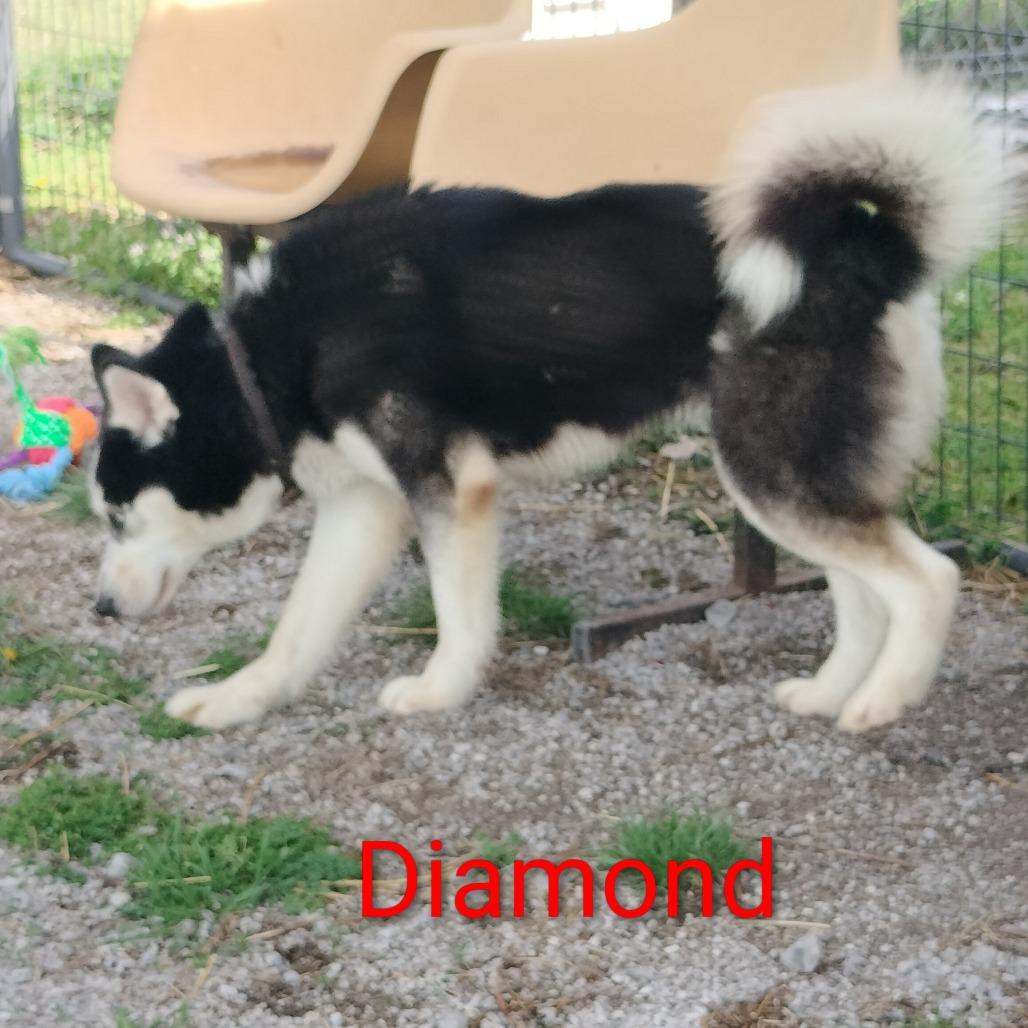 Enlarge Diamond, a Adoptable Siberian Husky in Melbourne, KY image 2/2