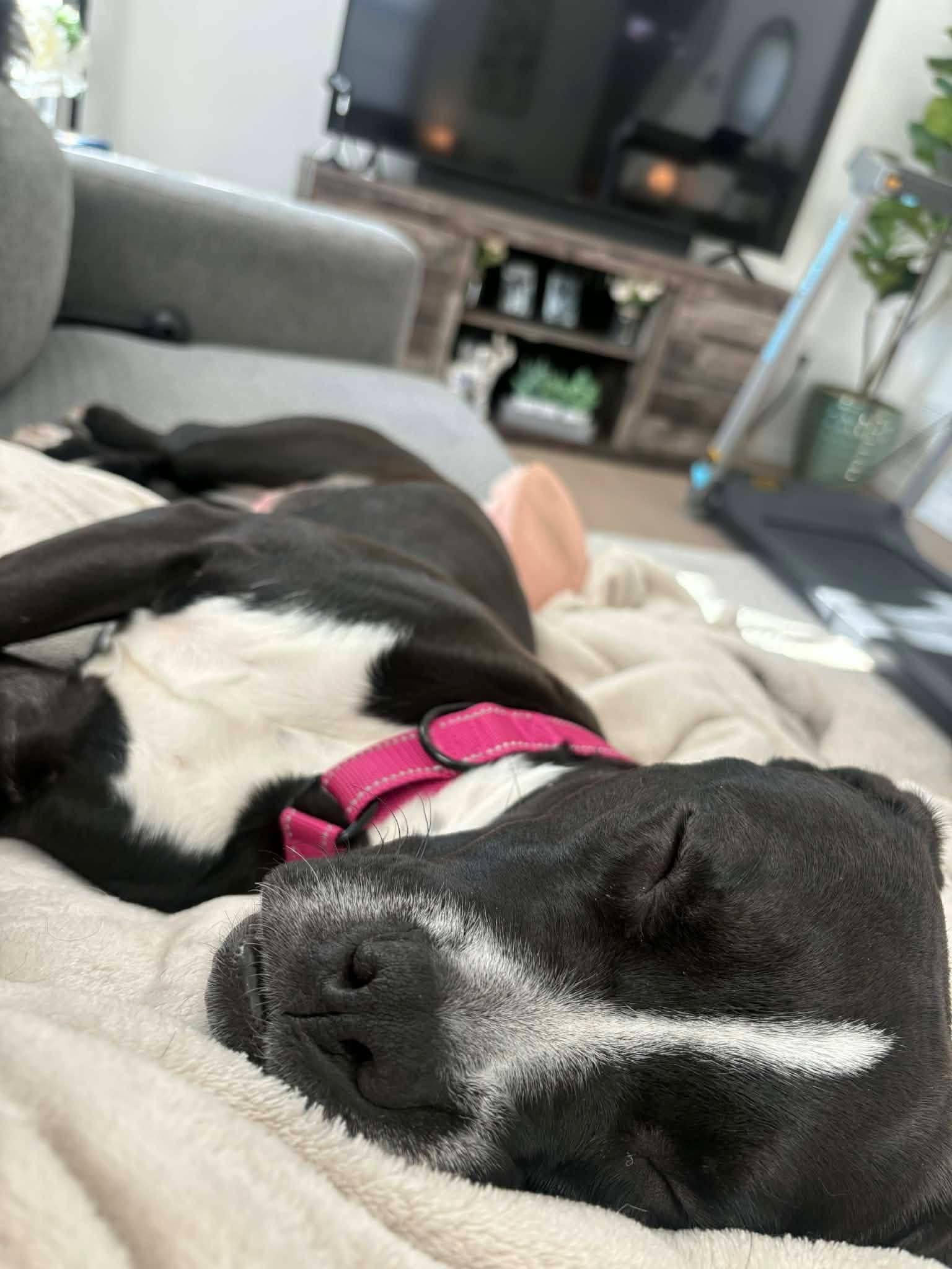 Enlarge Priscilla, an adopted mixed breed in Souderton, PA image 5/5