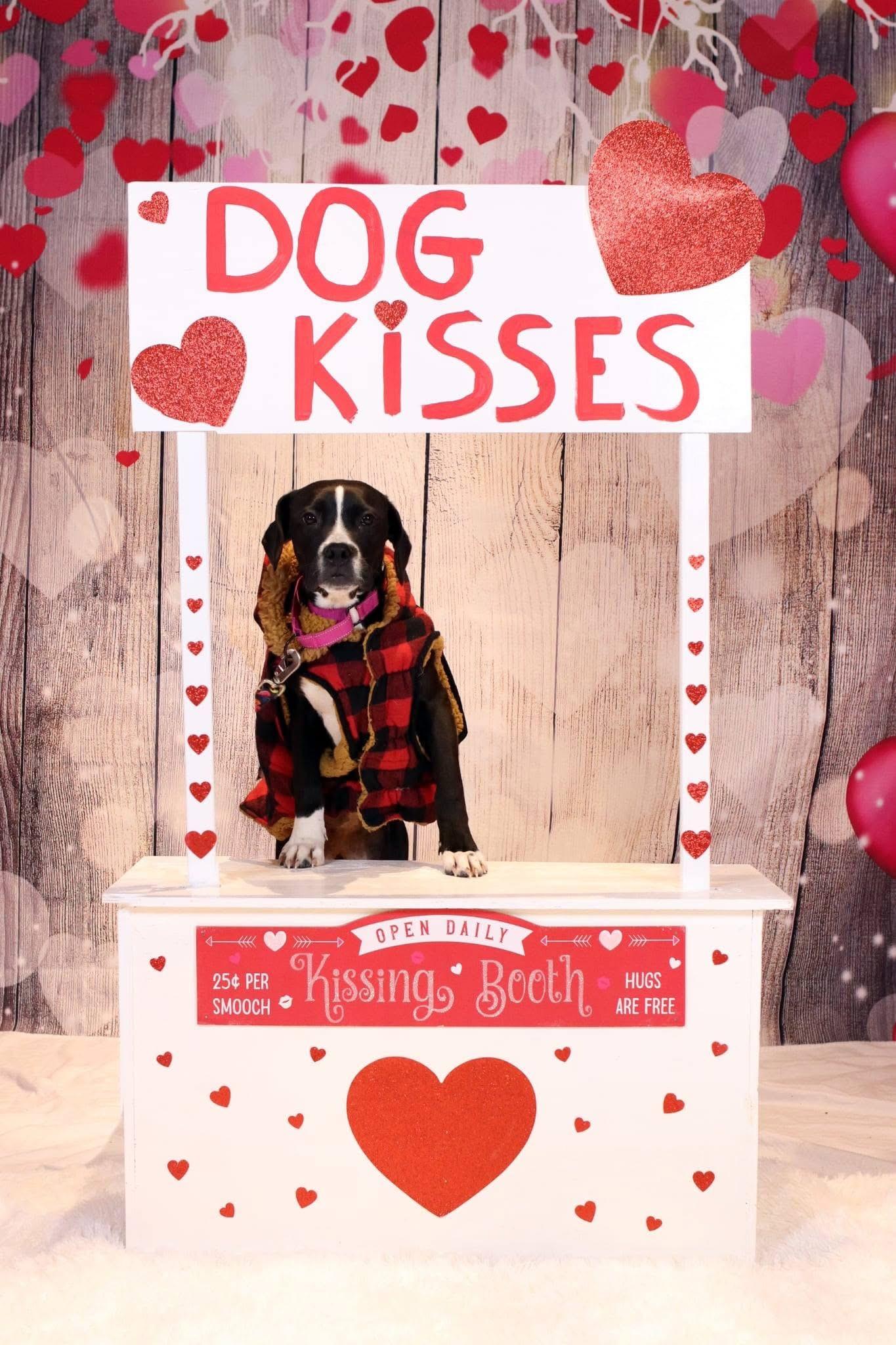 Priscilla, adopted, Young Female Boxer.