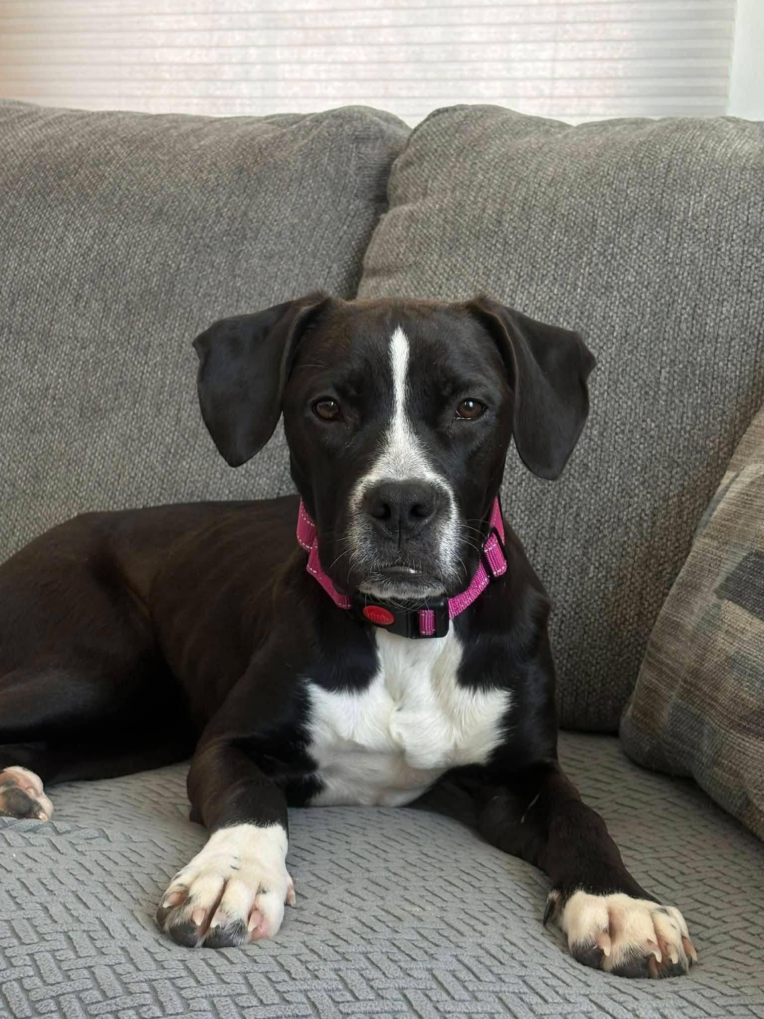 Enlarge Priscilla, an adopted mixed breed in Souderton, PA image 3/5