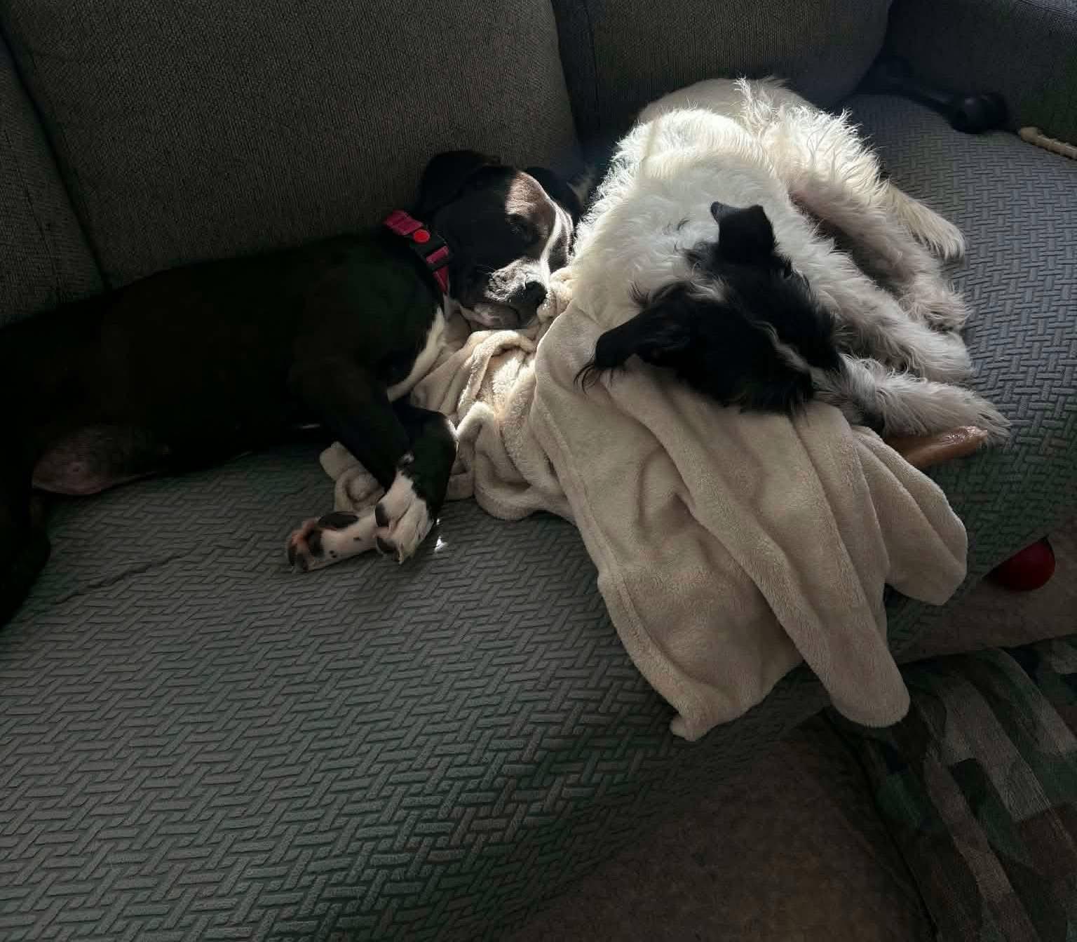 Enlarge Priscilla, an adopted mixed breed in Souderton, PA image 4/5