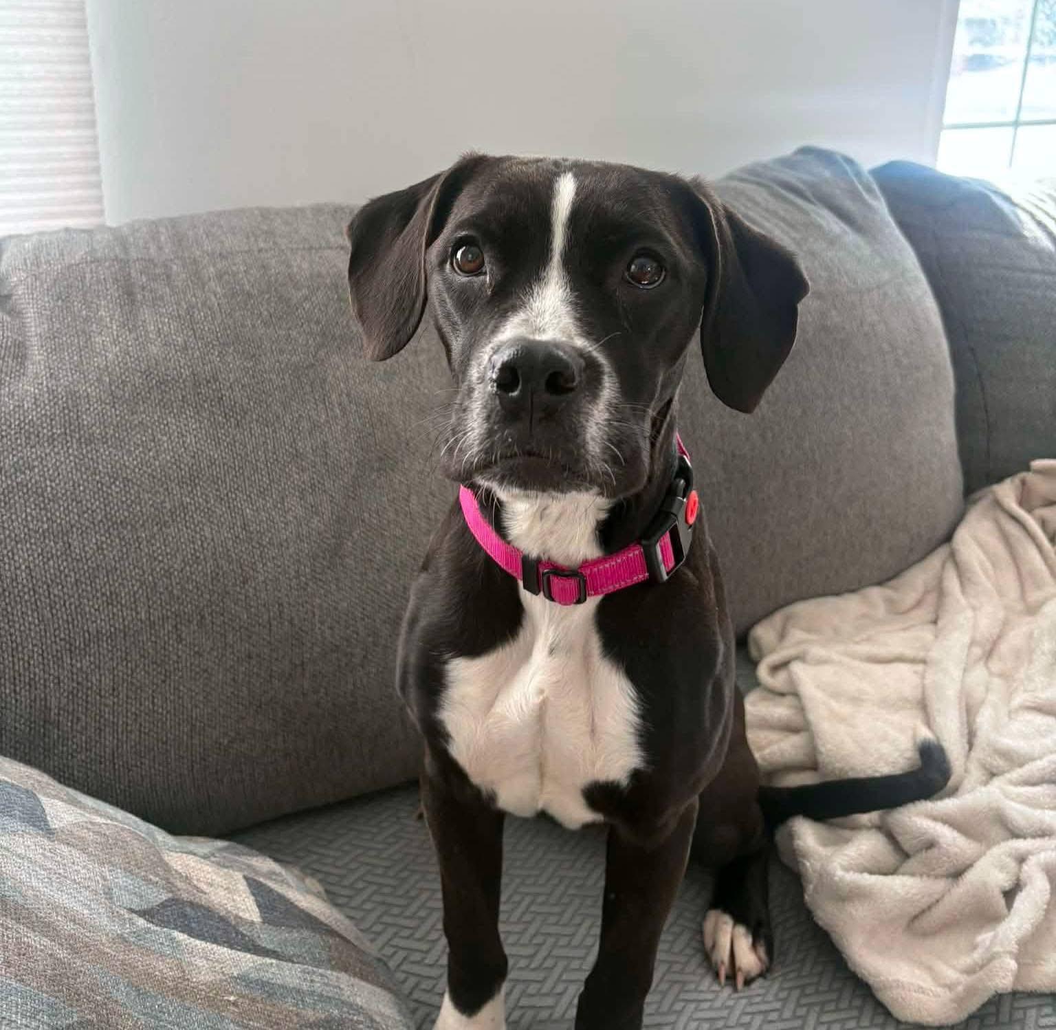 Enlarge Priscilla, an adopted mixed breed in Souderton, PA image 2/5