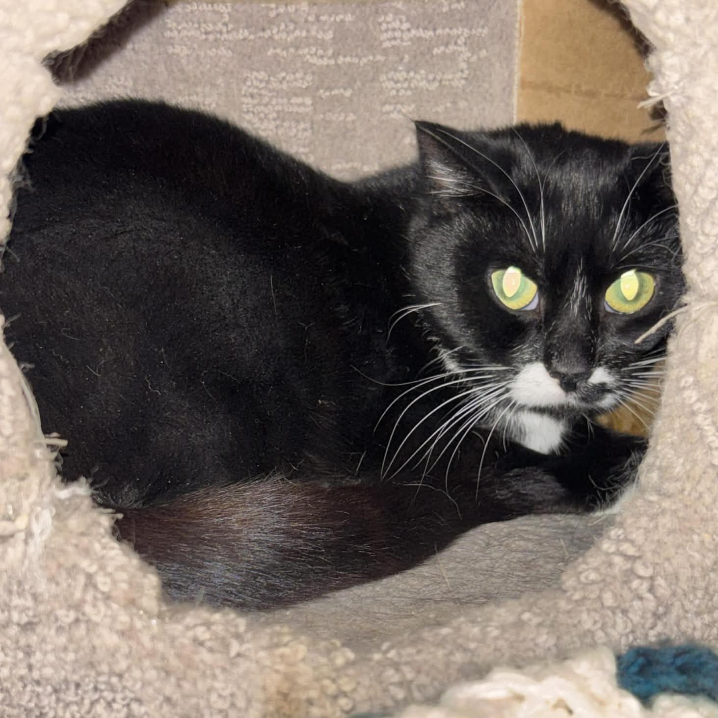 Enlarge Momma Polly, a Adoptable Domestic Short Hair in Kamloops, BC image 1/4