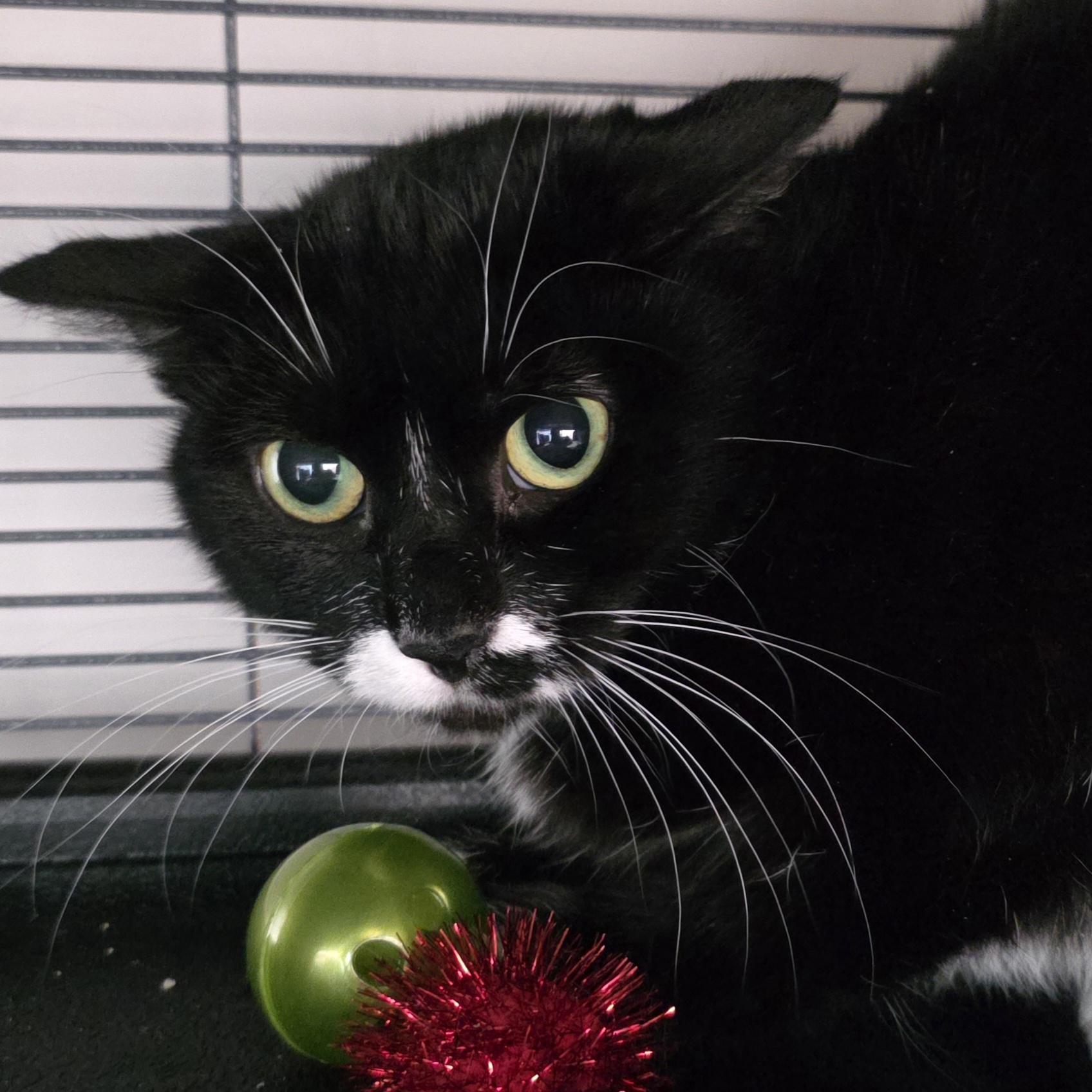 Enlarge Momma Polly, a Adoptable Domestic Short Hair in Kamloops, BC image 2/4