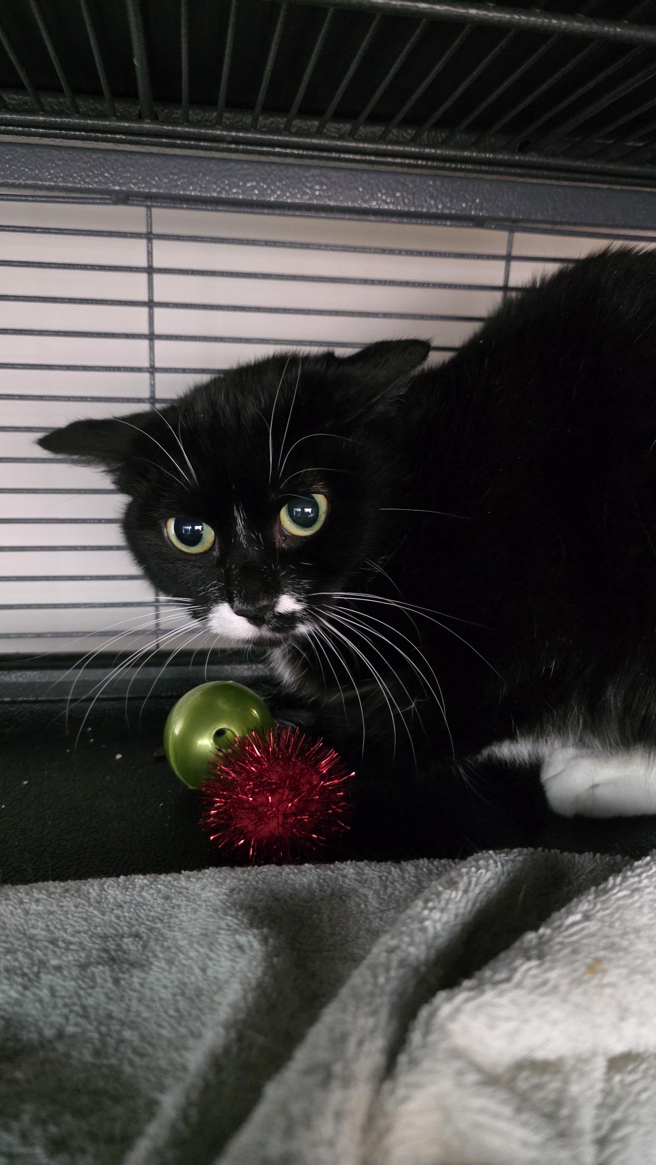 Enlarge Momma Polly, a Adoptable Domestic Short Hair in Kamloops, BC image 3/4