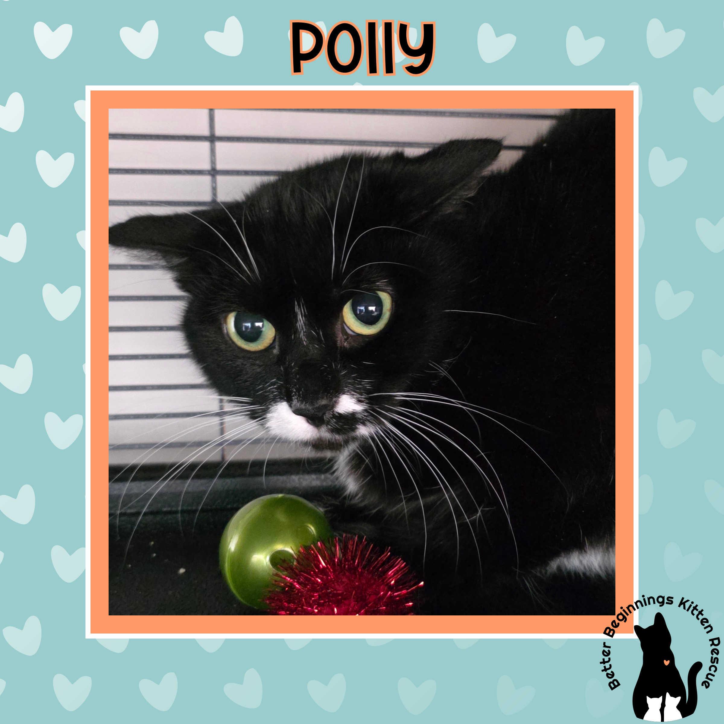 Enlarge Momma Polly, a Adoptable Domestic Short Hair in Kamloops, BC image 4/4