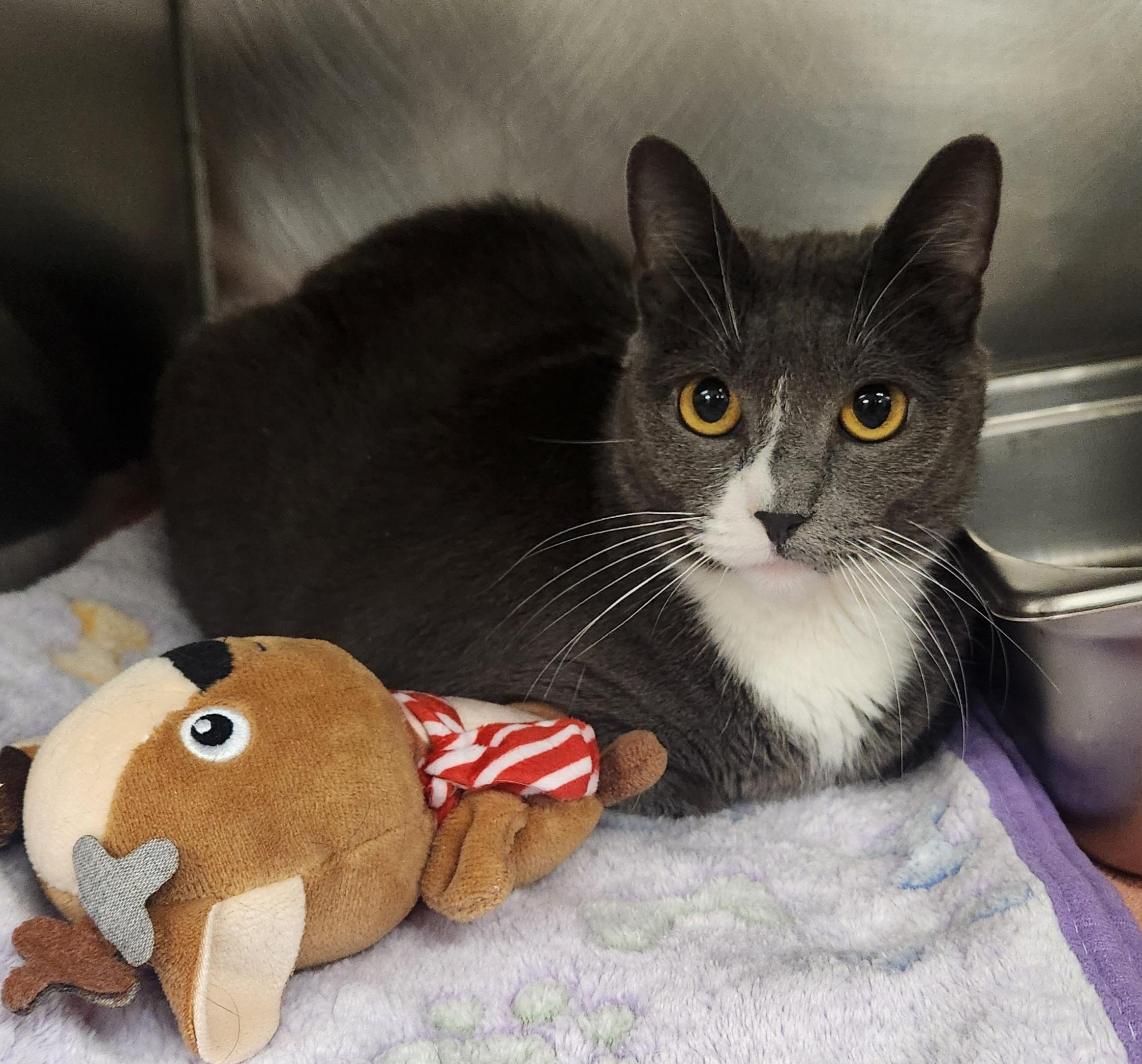 Puff , ADOPTABLE, Adult Female Domestic Short Hair.